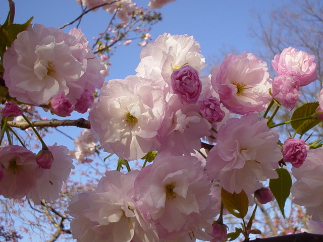 Sakura