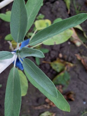 Salvia-Regina ierburilor tamaduitoare