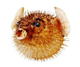 Pestele Fugu