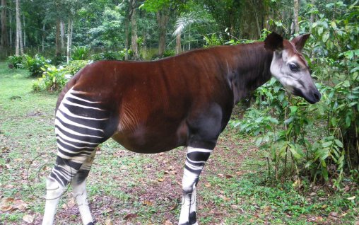 Okapi- Intre girafa si zebra 