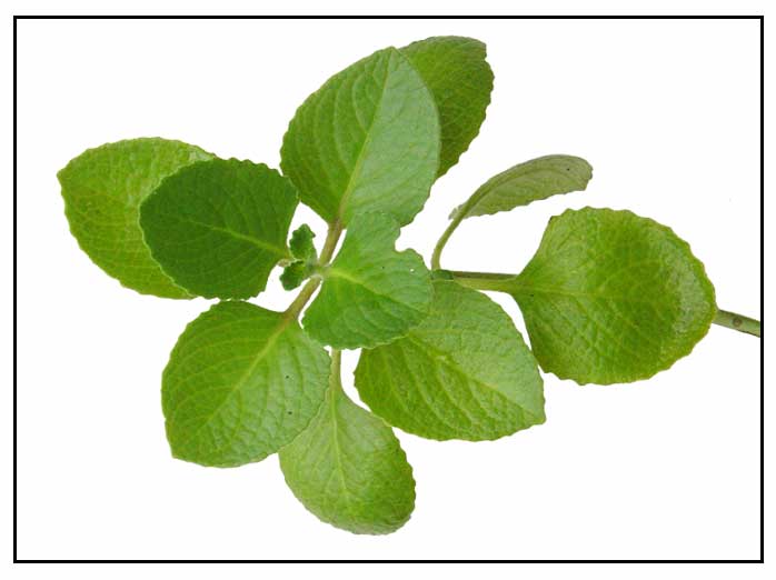 Oregano, dusmanul celulelor canceroase