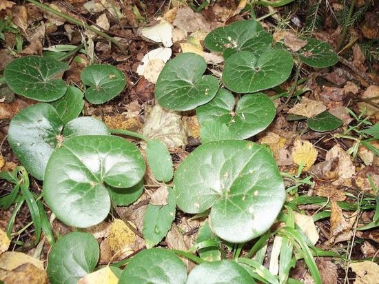 Plante medicinale de cules în luna martie