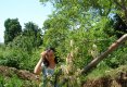 Despre plante-0