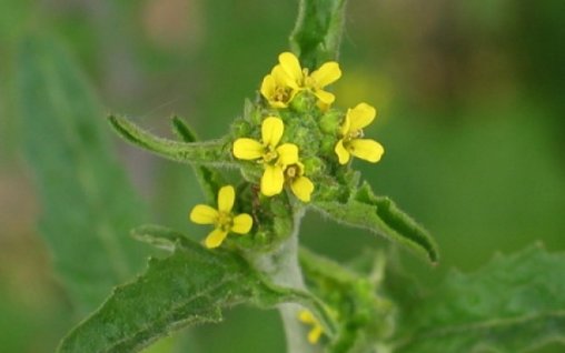 Plante medicinale de cules în luna iunie.