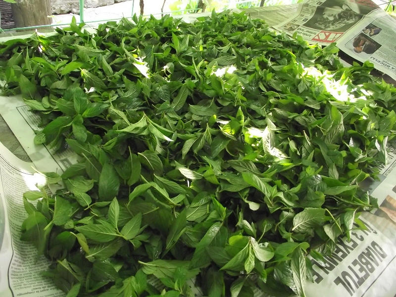 Lichior de menta
