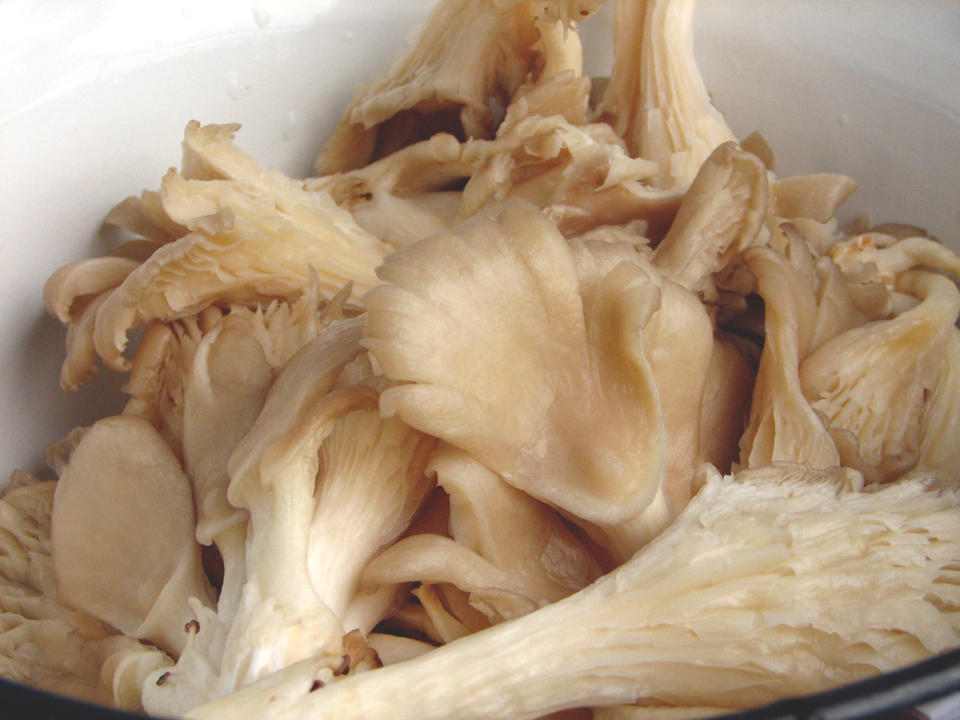 Pleurotus pane, reteta simpla si rapid de preparat