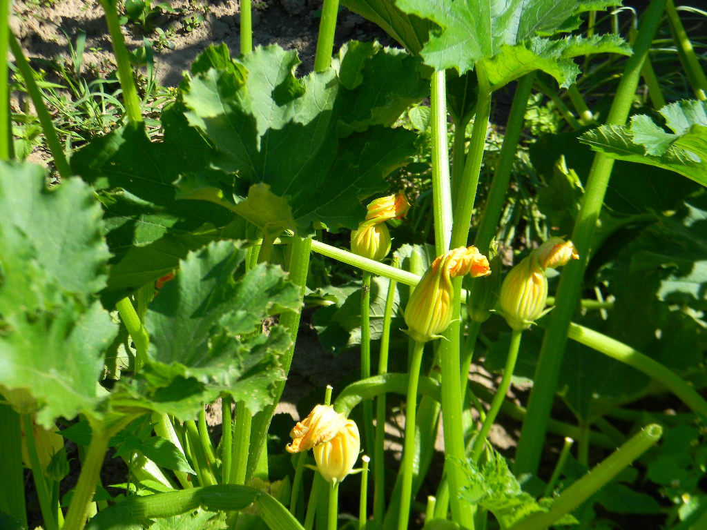 Salata cu zucchini si chorizo