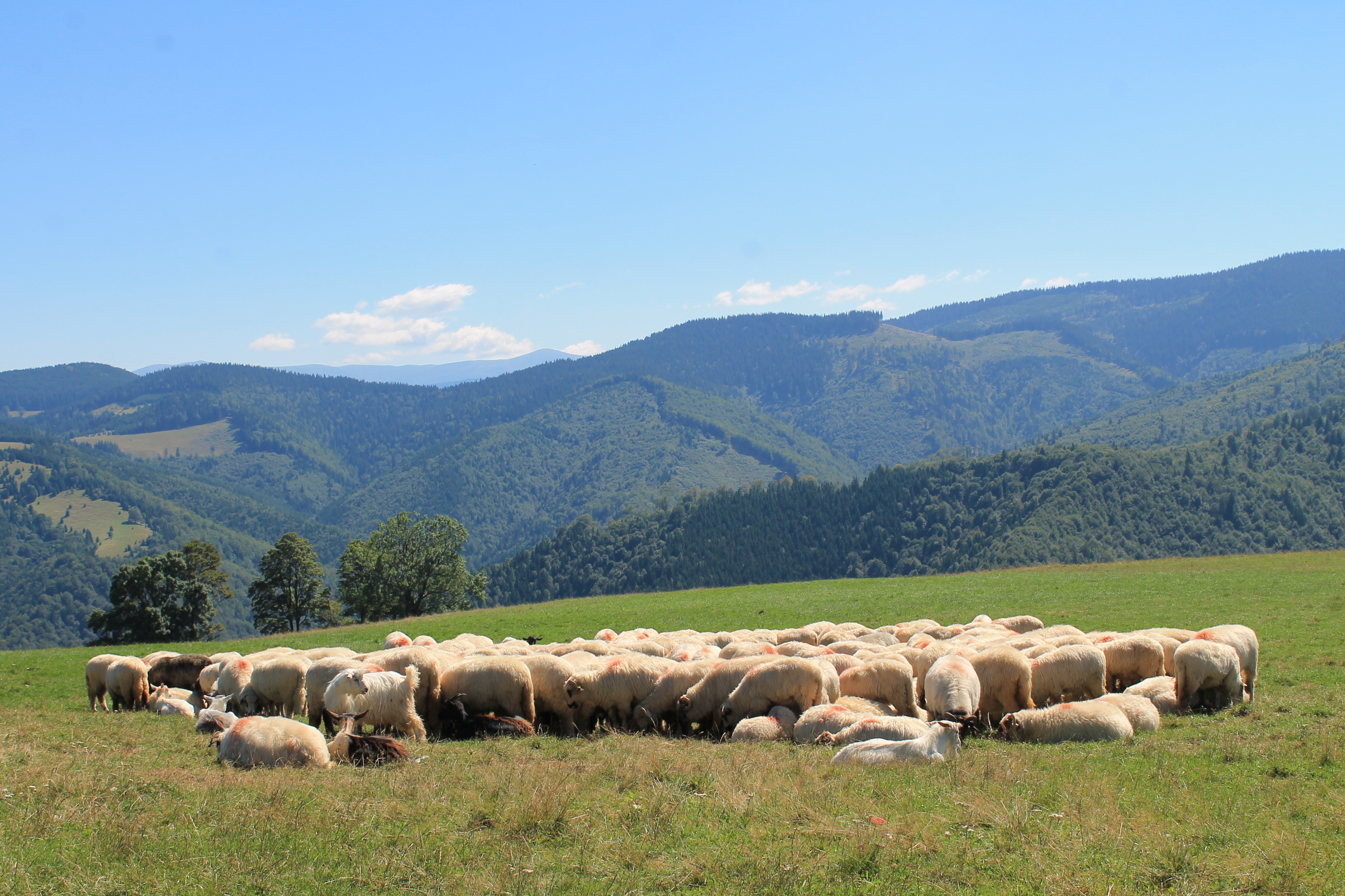 Noua întâlneală de la Păltiniș, august 2016 - 3 zile si 3 nopti , de fapt 4 zile și 3 nopți, nu ne-au fost de ajuns