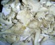 Pleurotus pane-1