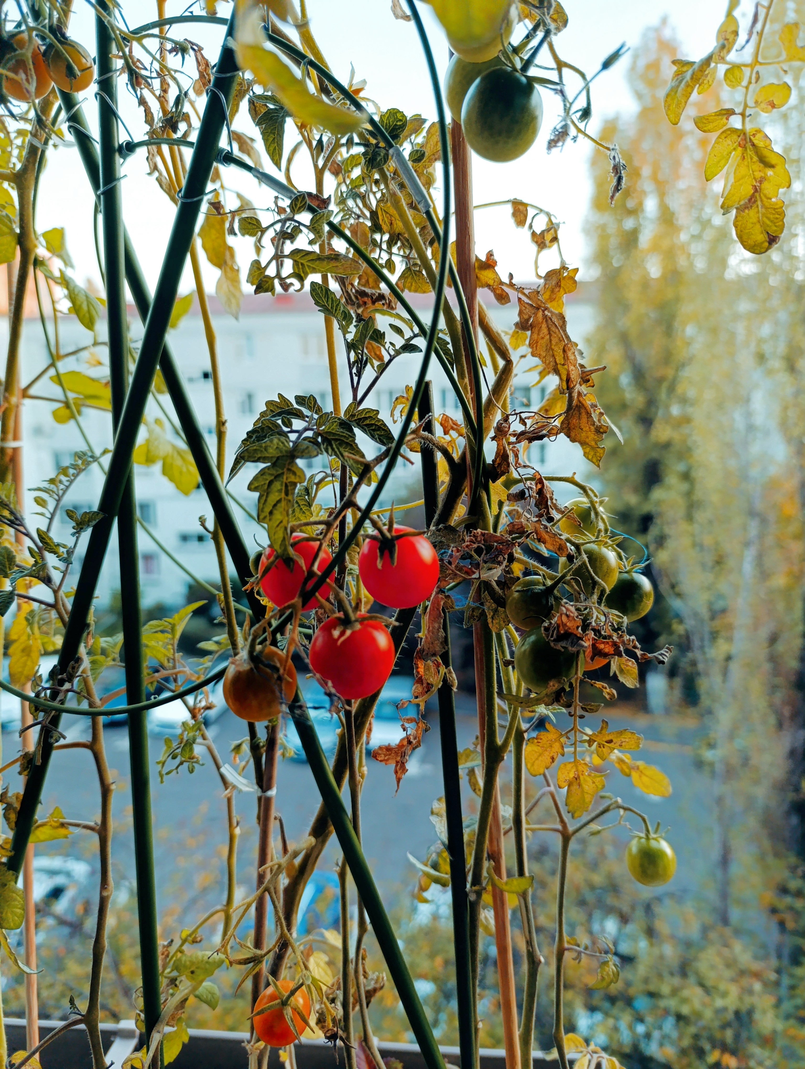 Biban de mare cu pere, roșii cherry, praz, măsline și lămâi - Rețeta aromată și ușoară