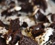 Tiramisu cu Oreo - Desertul delicios care te cucerește-3